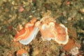 Two nudibranches Ã¢â¬â Red-margined glossodoris